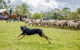 Private Tobruk Sheep Station Day Tour From Sydney Including BBQ Lunch - thumb 9