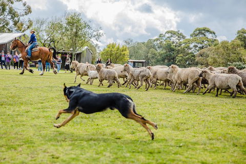 Private Tobruk Sheep Station Day Tour From Sydney Including BBQ Lunch - Find Attractions 9