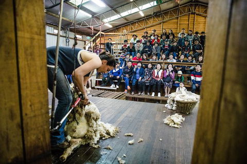 Private Tobruk Sheep Station Day Tour From Sydney Including BBQ Lunch - Find Attractions 3