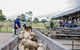 Private Tobruk Sheep Station Day Tour From Sydney Including BBQ Lunch - thumb 7