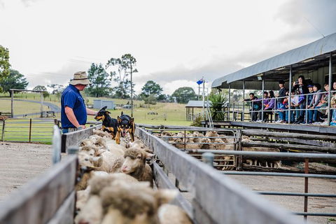 Private Tobruk Sheep Station Day Tour From Sydney Including BBQ Lunch - Find Attractions 7