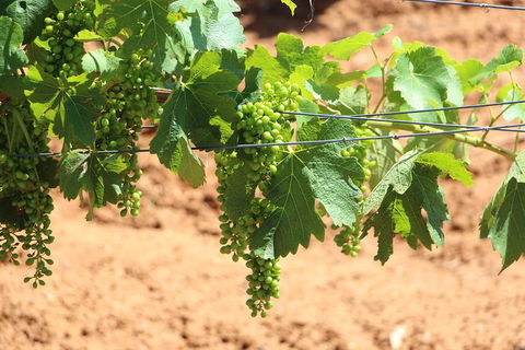 Hunter Valley Private Tour Including Wine, Chocolate, Cheese, Vodka, Gin Tasting - Find Attractions 12