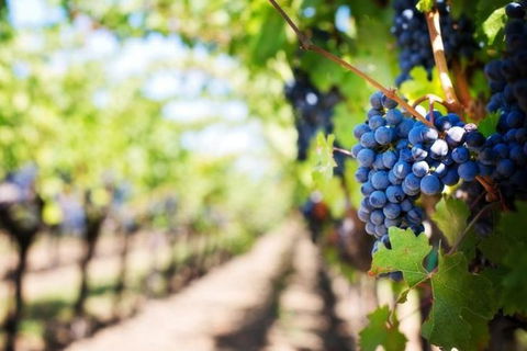 Hunter Valley Private Tour Including Wine, Chocolate, Cheese, Vodka, Gin Tasting - Find Attractions 18