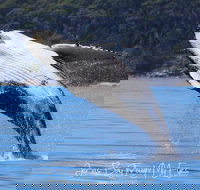 Whale Watching Jervis Bay - Find Attractions