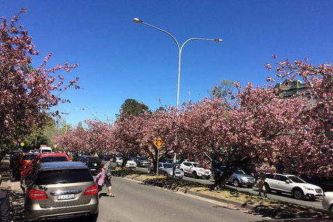 All-Day Blue Mountains Private Tour With Professional Guide For Up To 4 People - Find Attractions 16