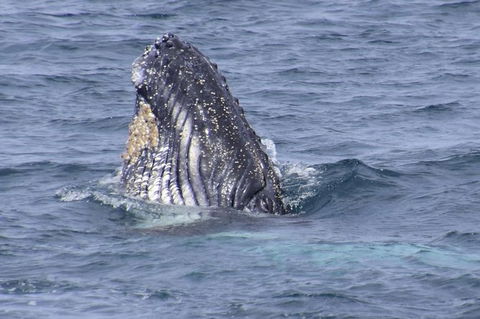 Jervis Bay Whale Watching Tour - Find Attractions 1