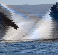 Jervis Bay Whale Watching Tour - Find Attractions