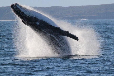 Jervis Bay Whale Watching Tour - Find Attractions 0