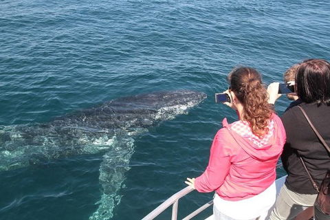 Jervis Bay Whale Watching Tour - Find Attractions 9