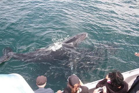 Jervis Bay Whale Watching Tour - Find Attractions 12
