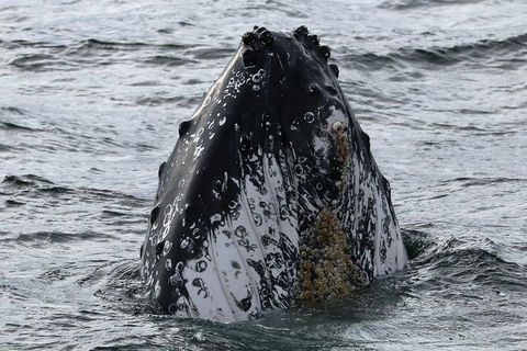 Jervis Bay Whale Watching Tour - Find Attractions 7