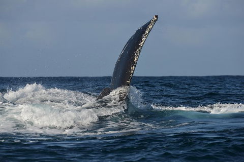 Jervis Bay Whale Watching Tour - Find Attractions 8