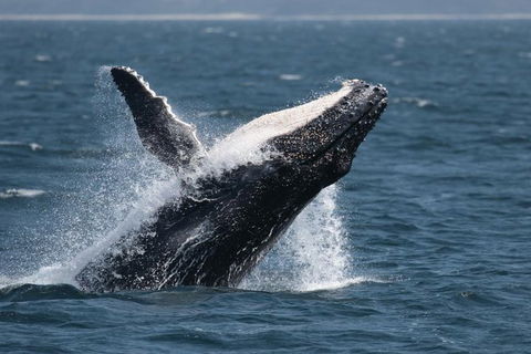 Jervis Bay Whale Watching Tour - Find Attractions 10