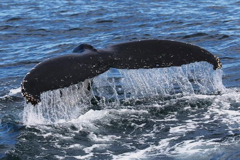 Jervis Bay Whale Watching Tour - Find Attractions 6