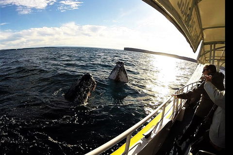 Jervis Bay Whale Watching Tour - Find Attractions 3