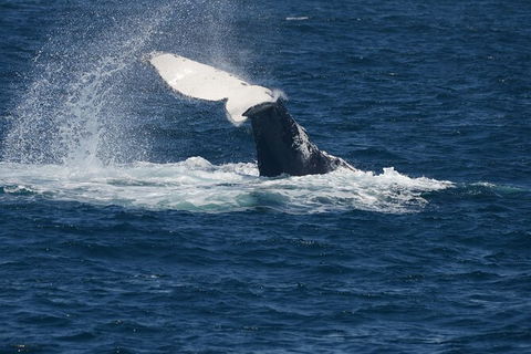 Jervis Bay Whale Watching Tour - Find Attractions 11