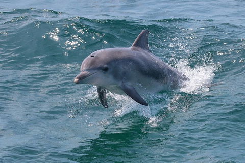 Jervis Bay Passage Tour - Find Attractions 12
