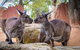 WILD LIFE Sydney Entrance Ticket - thumb 1