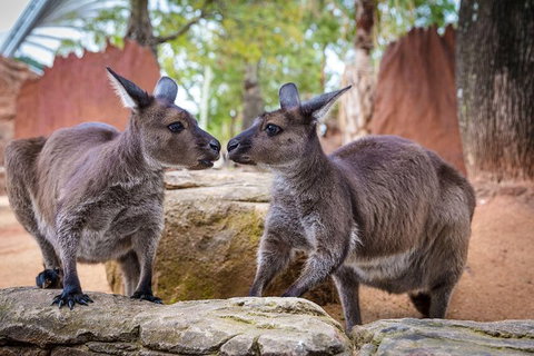 WILD LIFE Sydney Entrance Ticket - Find Attractions 1
