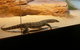 WILD LIFE Sydney Entrance Ticket - thumb 17