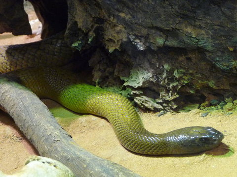 WILD LIFE Sydney Entrance Ticket - Find Attractions 8