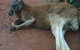 WILD LIFE Sydney Entrance Ticket - thumb 13