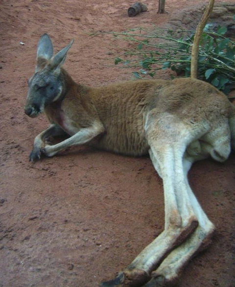 WILD LIFE Sydney Entrance Ticket - Find Attractions 13