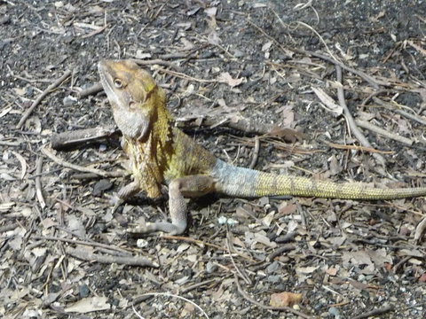 WILD LIFE Sydney Entrance Ticket - Find Attractions 9