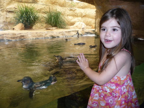 WILD LIFE Sydney Entrance Ticket - Find Attractions 2