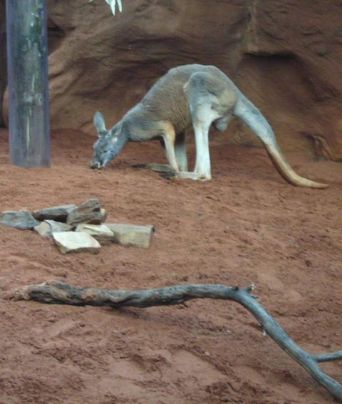 WILD LIFE Sydney Entrance Ticket - Find Attractions 14
