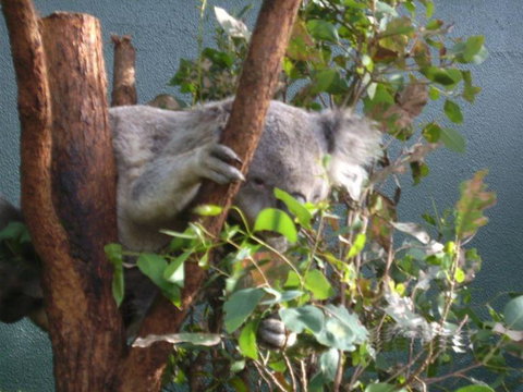 WILD LIFE Sydney Entrance Ticket - Find Attractions 16