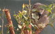 WILD LIFE Sydney Entrance Ticket - thumb 15