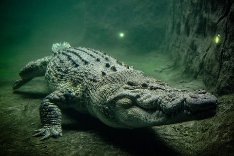 WILD LIFE Sydney Entrance Ticket - Find Attractions 0