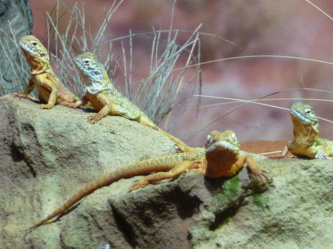 WILD LIFE Sydney Entrance Ticket - Find Attractions 7