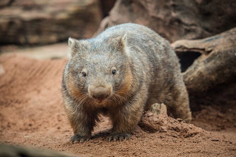 WILD LIFE Sydney Entrance Ticket - Find Attractions 20