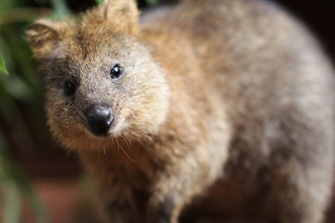 WILD LIFE Sydney Entrance Ticket - Find Attractions 23