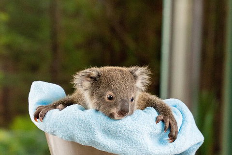 WILD LIFE Sydney Entrance Ticket - Find Attractions 25