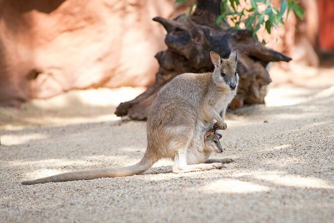 WILD LIFE Sydney Entrance Ticket - Find Attractions 21