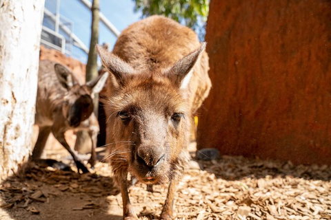 WILD LIFE Sydney Entrance Ticket - Find Attractions 24
