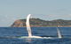 Byron Bay Whale Watching Cruise - thumb 4
