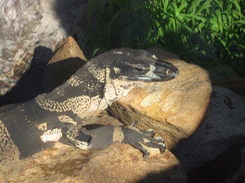 Armadale Reptile Centre - Find Attractions 0