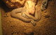 Armadale Reptile Centre - thumb 1