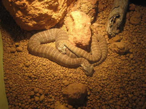 Armadale Reptile Centre - Find Attractions 1