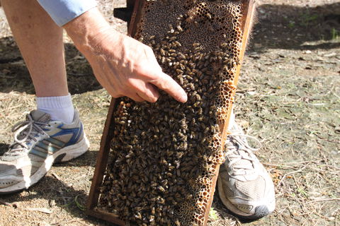 Bees On Keswick Island - Find Attractions 0