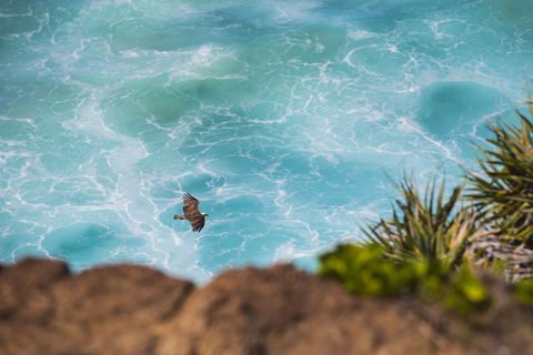 Birdwatching On The Fraser Coast - Find Attractions 0