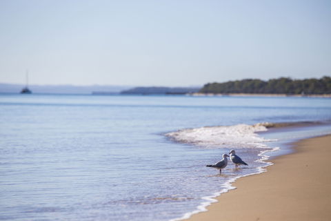 Birdwatching On The Fraser Coast - Find Attractions 2