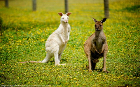 Bordertown Wildlife Park - Find Attractions 0