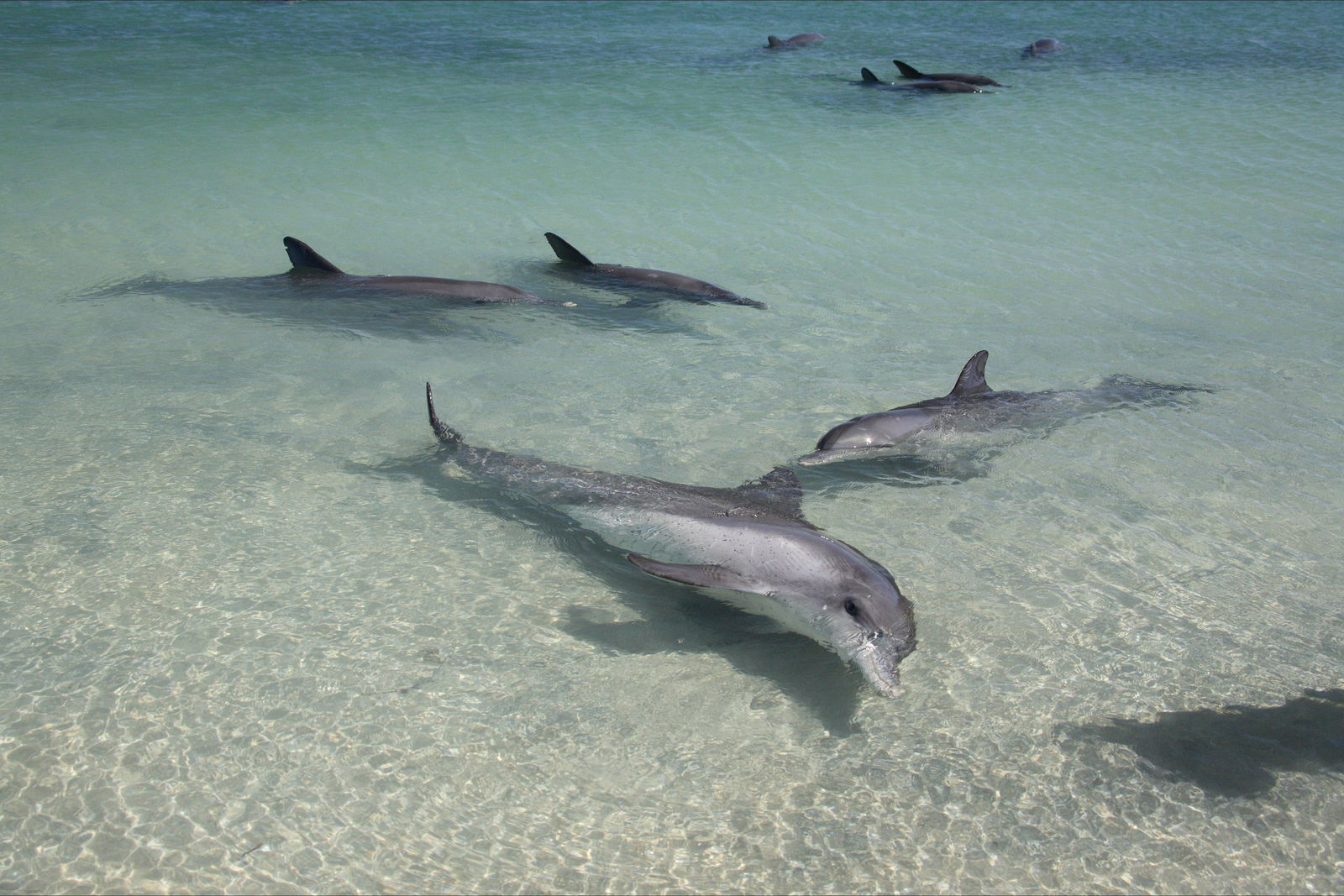 Denham WA Find Attractions