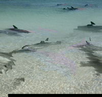 Dolphins of Monkey Mia - Find Attractions