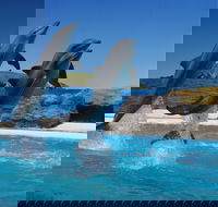Dolphin Marine Conservation Park - Find Attractions